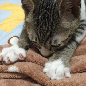 チュパチュパの画像