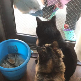 猫の手の画像