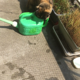 ピピの怪行動の画像