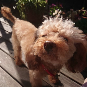 花のかおりの画像