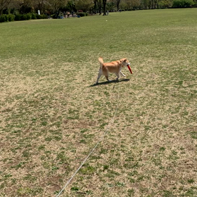 フリスビーを振り回すこの動きの正体はの画像