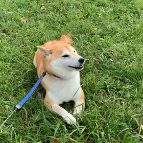 奇跡の柴犬コロンの奇跡の動画の画像