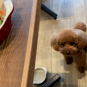 お野菜とササミの寒天ゼリー♪の画像