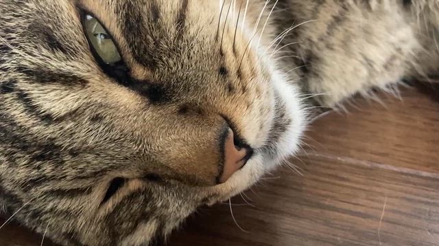 今日はばあちゃんちへ(*´∀`)の記事動画