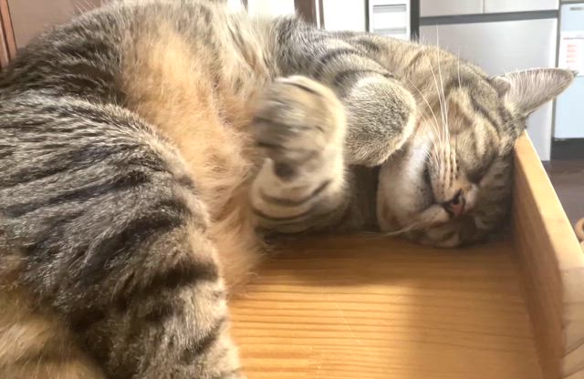 今日の海老ちゃん ‘26 5/19の記事動画
