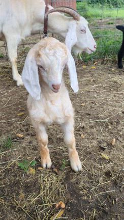 子ヤギ販売予約開始しますの記事動画
