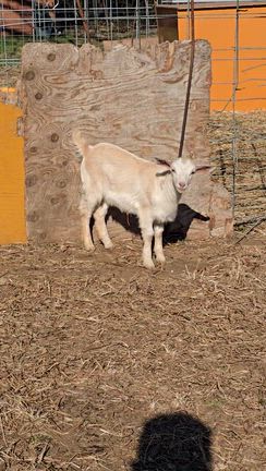 ペット子ヤギから大人のヤギまで販売中ですの記事動画