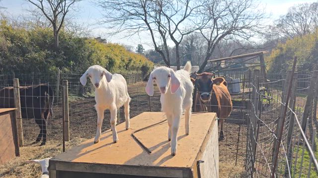 今シーズンは美形ヤギ揃い❤販売予約受付中の記事動画