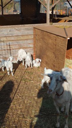 ヤギ出産シーズン突入♥来春お迎え予定の方♪の記事動画