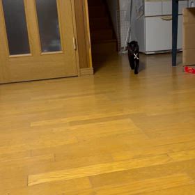 やっぱり猫（犬）の画像