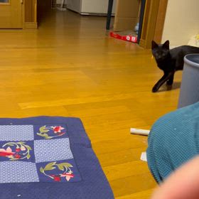 家猫ジェイ（犬）の画像