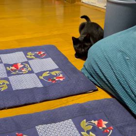 アクロバティック猫（犬）。の画像