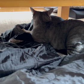 うちの猫ちゃんがの画像