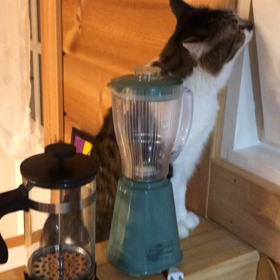 保護猫ぷりん♀の画像