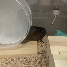 朝からカジカジの画像