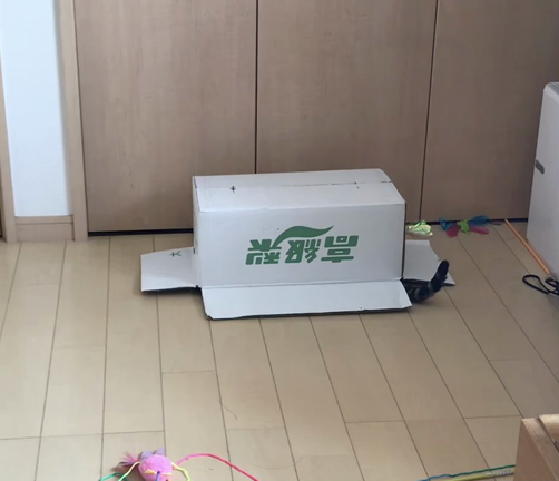 ベンガル猫と、ダンボール…の記事動画
