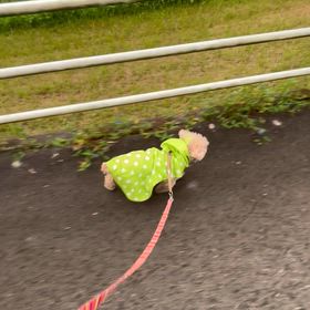   こむぎレインコートでの画像