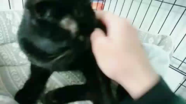 しっぽを怪我した猫ちゃんのことの記事動画