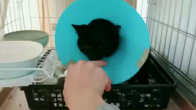 しっぽを怪我した猫ちゃんのことの記事動画