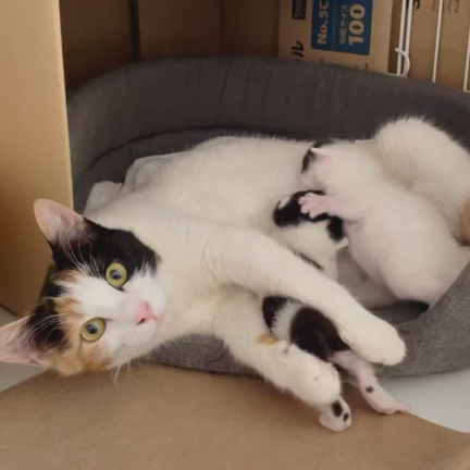 猫風邪こわいの記事動画