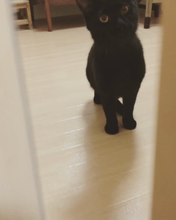視覚障害の青年と保護猫たちとの写真撮影をしました！の記事動画