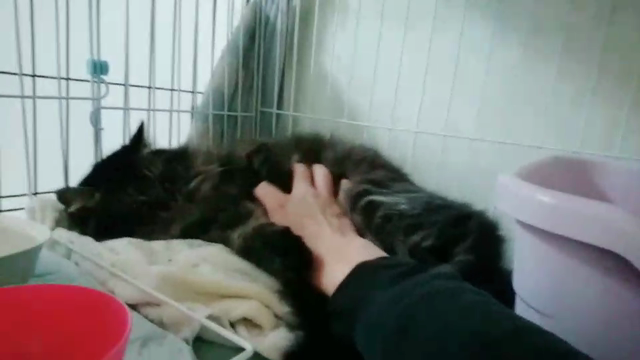 しっぽを怪我した猫ちゃんのことの記事動画