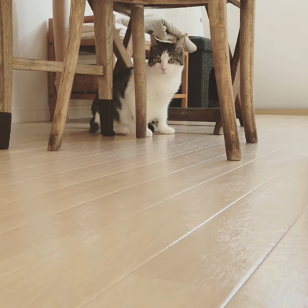 飼い主様募集中です！(追記:里親募集終了しました)の記事動画