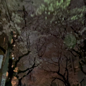桜の画像