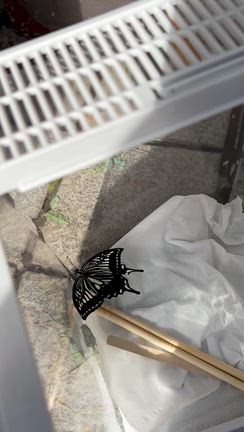 アゲハチョウ放蝶した！！の記事動画