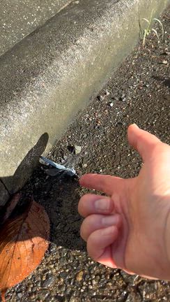 保土ヶ谷バイパスで引き返すの記事動画