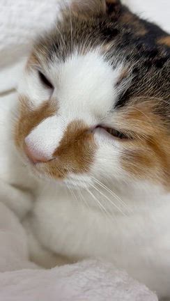 看病してくれる猫の記事動画
