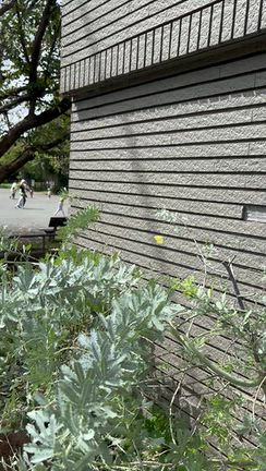 キチョウの産卵の記事動画
