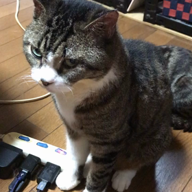今日のらんの画像