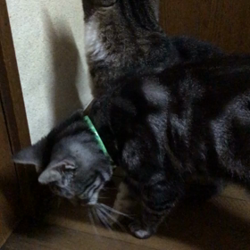 今日のらんの画像