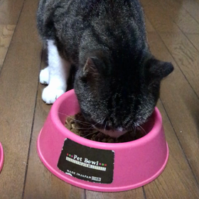 今日のらんの画像