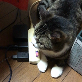 傍らにらんの画像