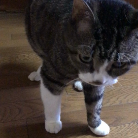 ご飯は、まだ！の画像