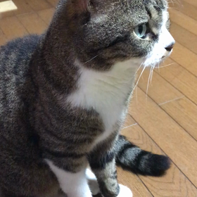 傍らにらん②の画像