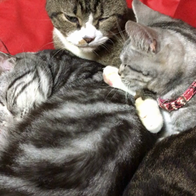 今日のらんの画像