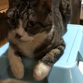 今日のらんの画像