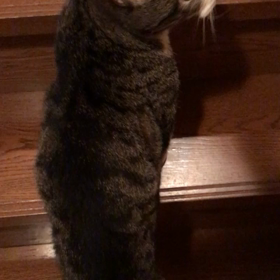 今日のらんの画像
