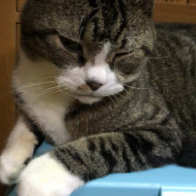 今日のらんの画像