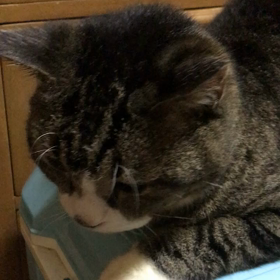 今日のらんの画像