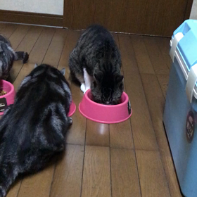 今日のらんの画像