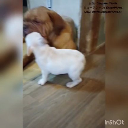 フレンチブルドッグ子犬ﾁｬﾝの戦いです‼️の記事動画