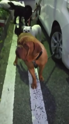 犬の記事動画
