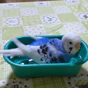 水浴びの画像