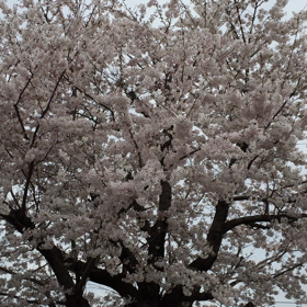 桜満開の画像