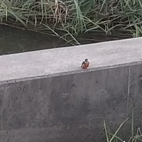 今日もの画像