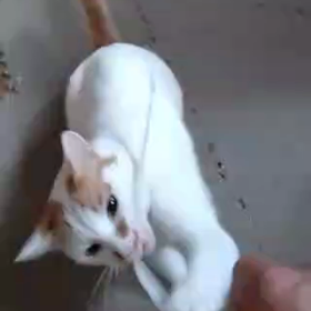 ご協力ありがとうございましたの画像